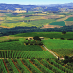 Vinogradi v okolici Montalcina.PNG