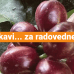 sidra