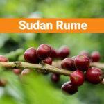 Sudan Rume