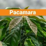Pacamara