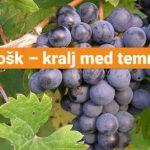 refošk