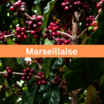 Marseillaise