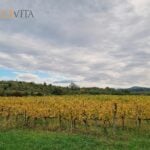Vinarstvo Marinič