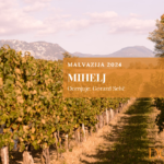 Mihelj - malvazija 2024