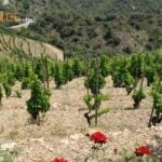 V 150 let starem vinogradu garnache.