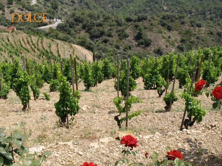 Priorat – čarobna španska vinska dežela